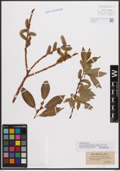 Foto von Salix daphnoides Vill.